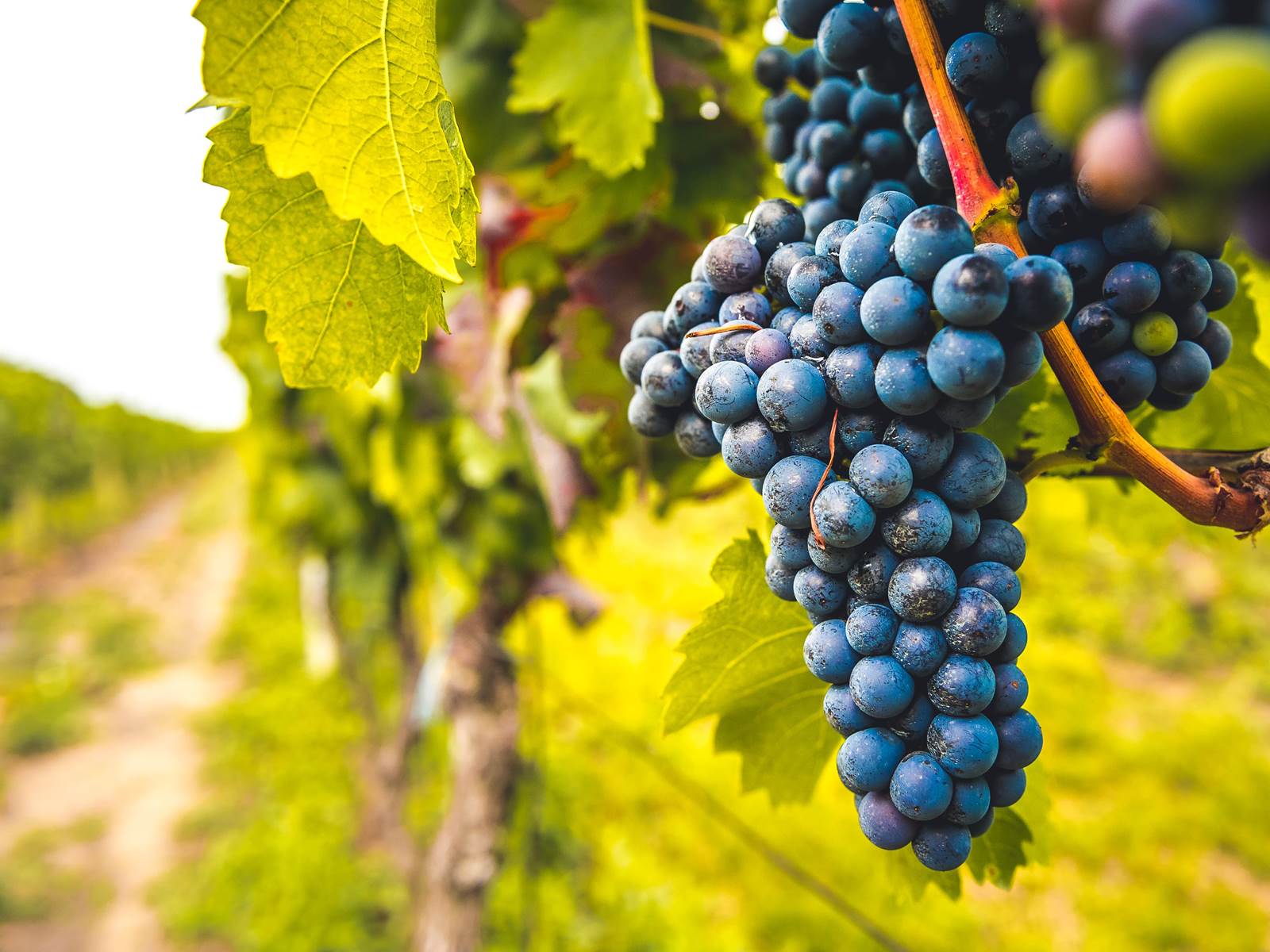 grenache-min-galerie