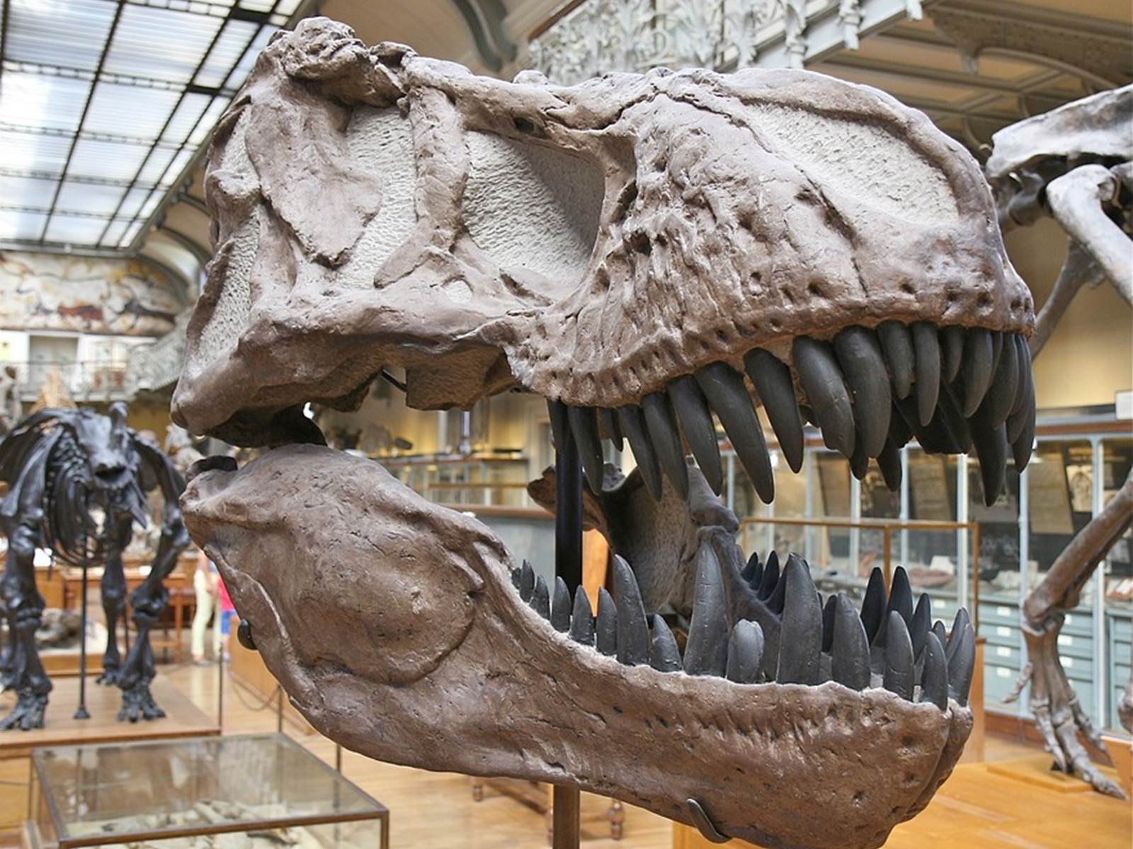 dinosaure-galerie