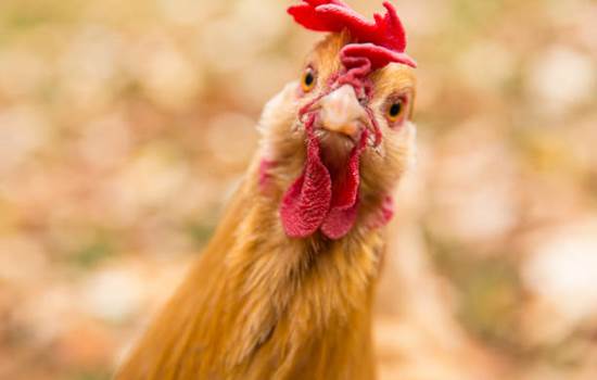 poule2.jpg