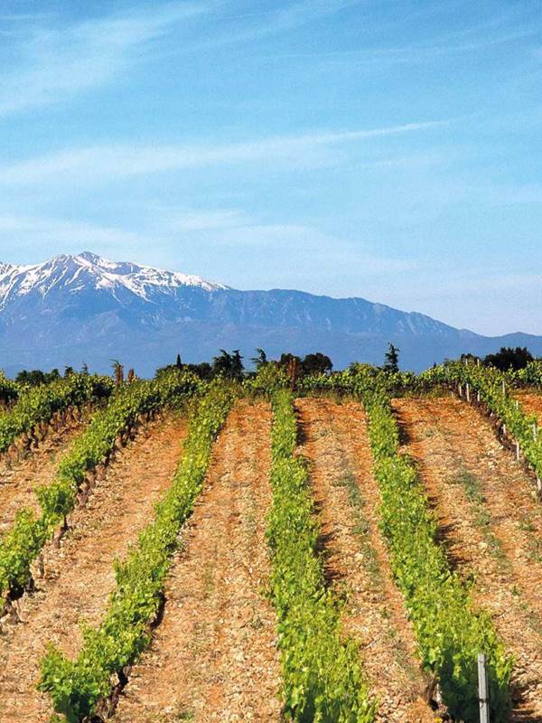 le Canigou-img-gallery-solo