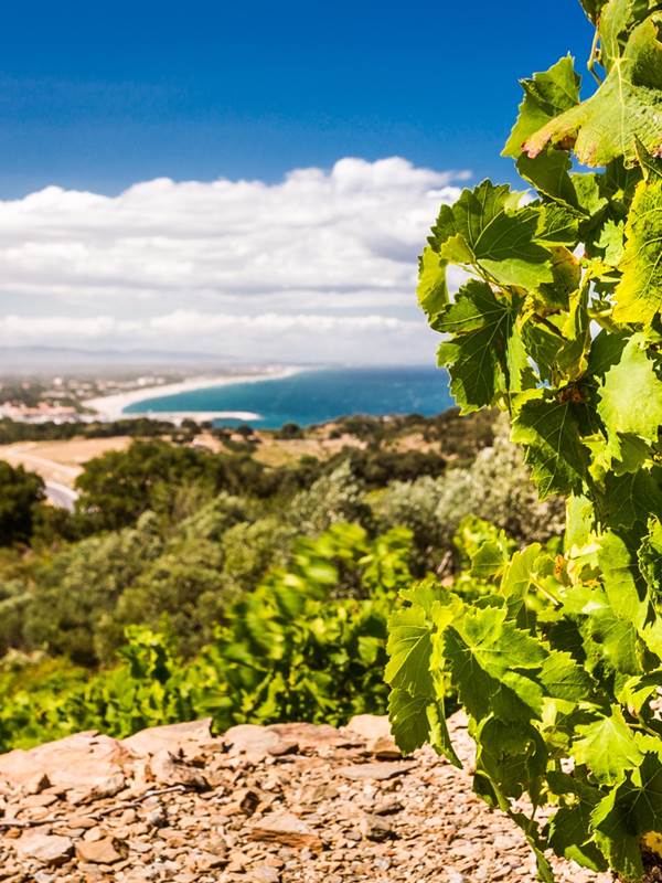 point de vue des vignes-gallery-offer