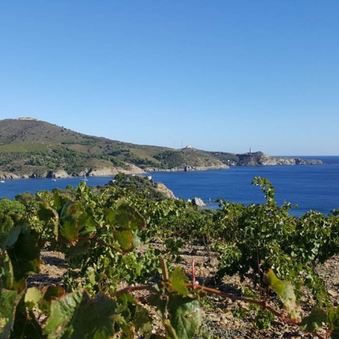 vignoble-de-collioure-26-photo-news