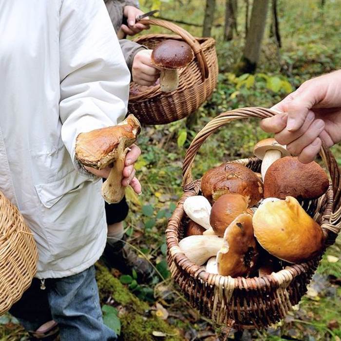 balade champignon PO bis-photo-news